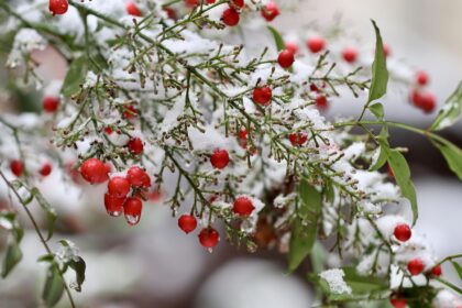 Barberries Health Benefits, Nutrition, Uses & Side Effects
