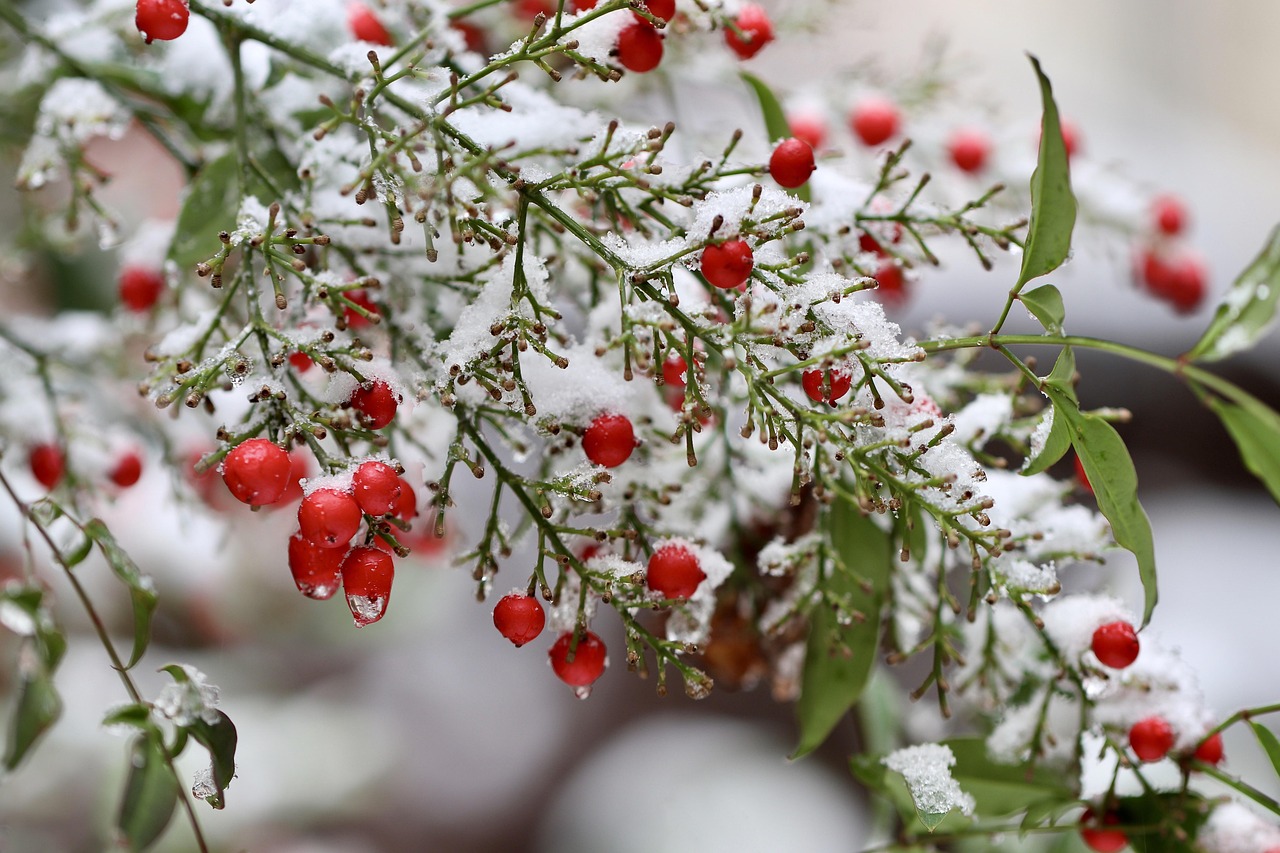 Barberries: Health Benefits, Nutrition, Uses & Side Effects