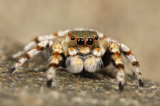 Fishing Spider Habitat, Diet, Behavior, and Interesting Facts