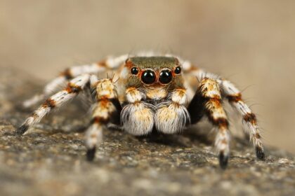 Fishing Spider Habitat, Diet, Behavior, and Interesting Facts
