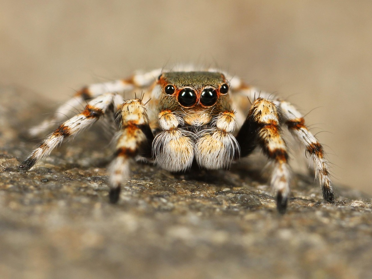 Fishing Spider: Habitat, Diet, Behavior, and Interesting Facts