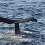 Physeter Whale Facts, Habitat, Diet & Amazing Adaptations