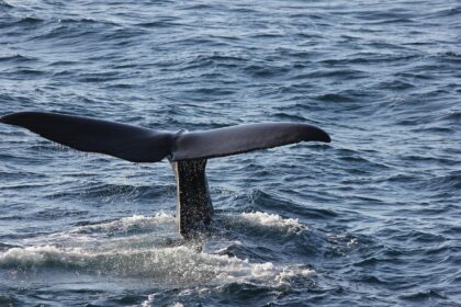 Physeter Whale Facts, Habitat, Diet & Amazing Adaptations