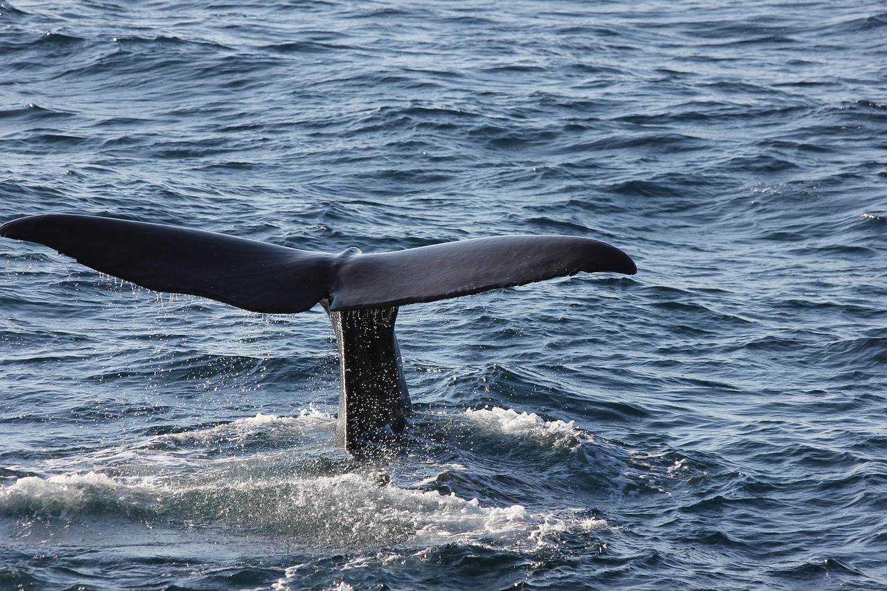 Physeter Whale: Facts, Habitat, Diet & Amazing Adaptations
