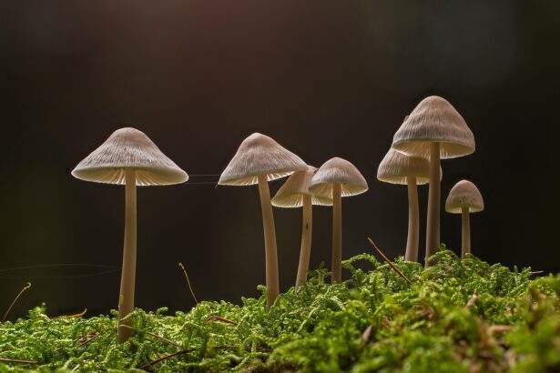 Shiitake Mushrooms Nutrition, Health Benefits, Uses & Side Effects