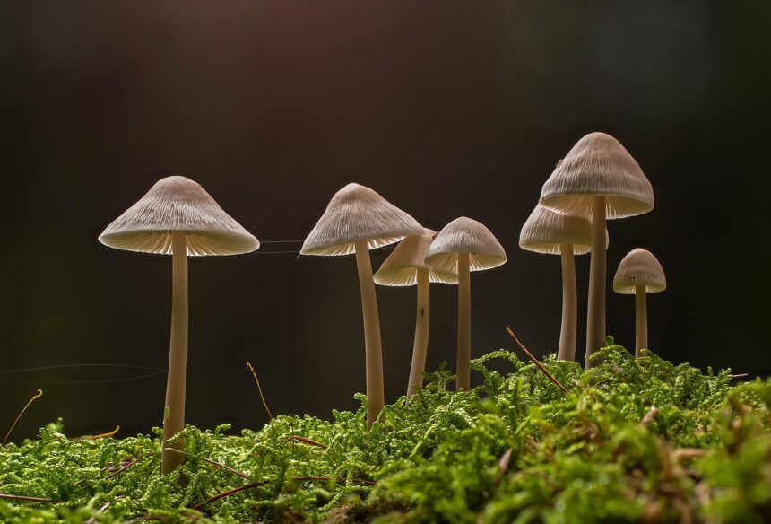 Shiitake Mushrooms Nutrition, Health Benefits, Uses & Side Effects