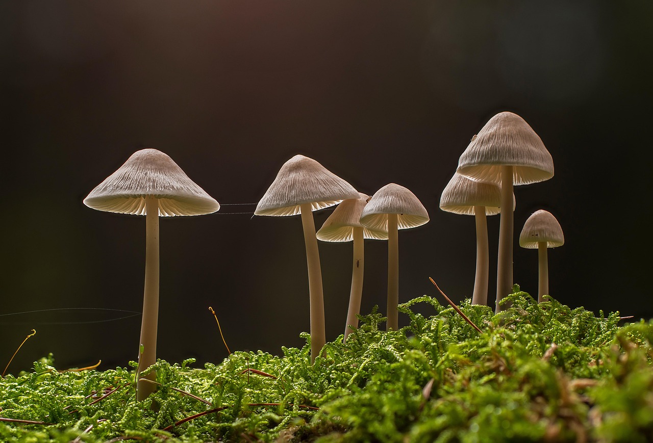 Shiitake Mushrooms: Nutrition, Health Benefits & Side Effects